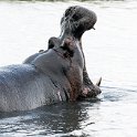 225 FacebookHeader BWA NW Chobe 2016DEC04 River 084  It's not until your up this close to hippo that you see just how big and powerful they are and why they have the reputation for being one of the deadliest African animals. — @ Chobe National Park, Botswana : 2016, 2016 - African Adventures, Africa, Botswana, Chobe River, Date, December, Month, Northwest, Places, Southern, Trips, Year